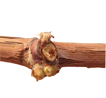 萌幫肥料方案助力葡萄萌芽整齊2.png