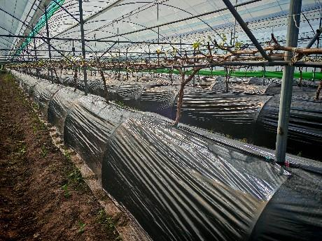 萌幫肥料方案助力葡萄萌芽整齊3.png