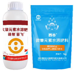 菲飛＋西谷.png