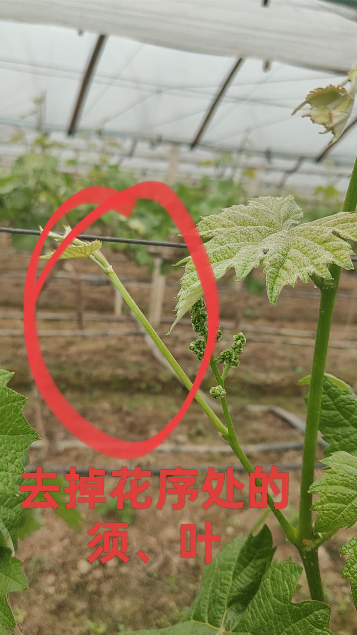 萌幫阿耶早方案陽(yáng)光玫瑰花前管理1.png