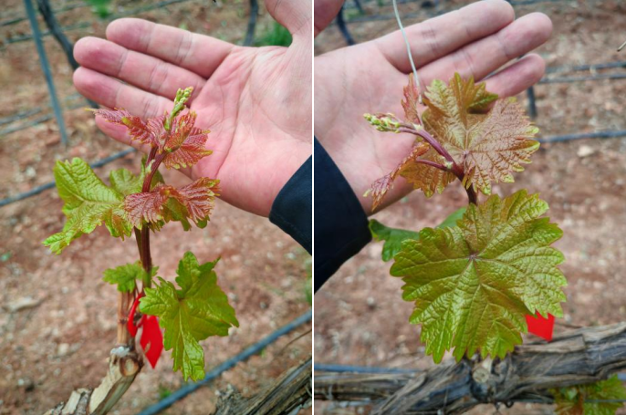 陽光玫瑰花小花弱用萌幫菲飛1.png