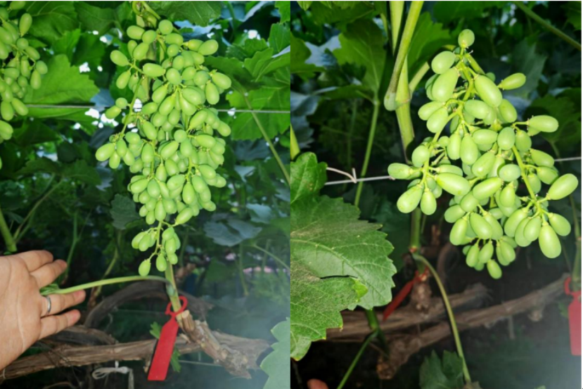陽光玫瑰花小花弱用萌幫菲飛5.png