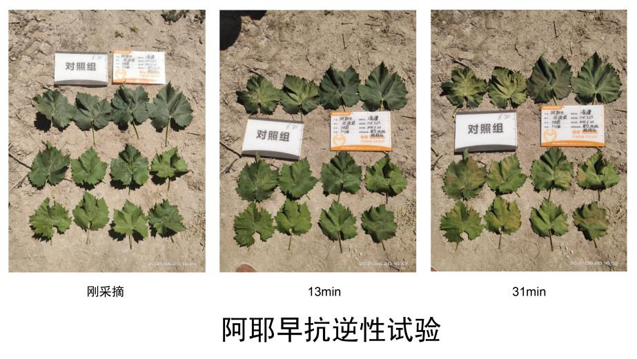 萌幫普利納、阿耶早助力陽(yáng)光玫瑰應(yīng)對(duì)高溫8.png
