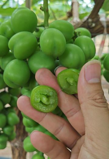 陽光玫瑰硬核期前用肥萌幫肥料方案5.png