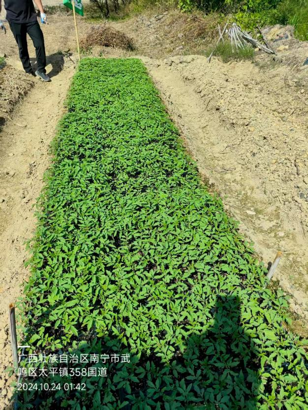 番茄底肥施用萌幫普利可3.png